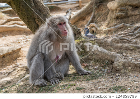 Japanese macaque Arashiyama Monkey Park Iwatayama Japanese macaque Arashiyama Monkey Park Iwatayama 124859789
