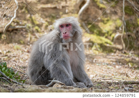 Japanese macaque Arashiyama Monkey Park Iwatayama 124859791