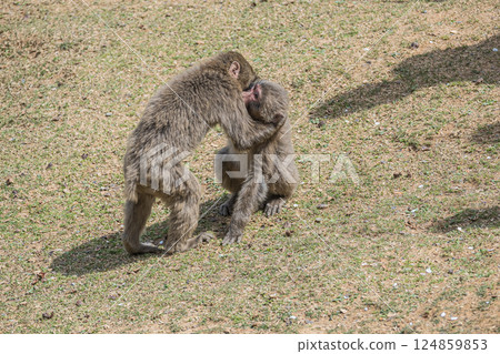 Baby monkeys playing together at Arashiyama Monkey Park Iwatayama 124859853