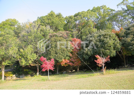 Autumn park, vivid autumn leaves, maple Autumn park, vivid autumn leaves, maple 124859881