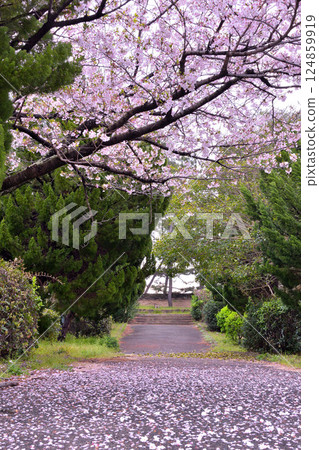 Sakura carpet Sakura carpet 124859919