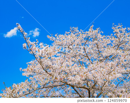 染井吉野櫻花盛開的春天風景 染井吉野櫻花盛開的春天風景 124859970