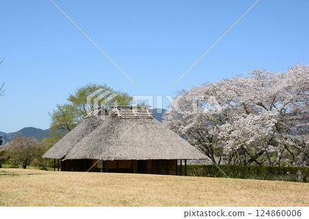 Cherry blossoms and old houses at Sakurabuchi Park 124860006