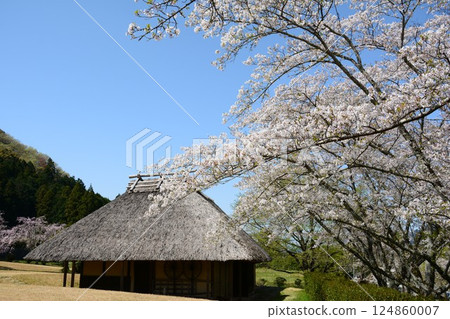 Cherry blossoms and old houses at Sakurabuchi Park 124860007