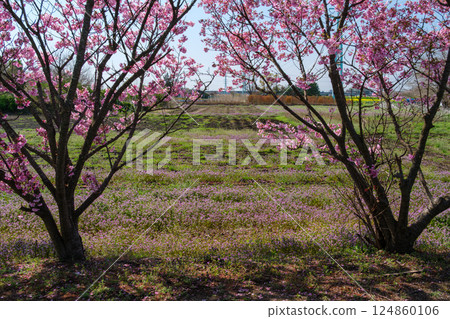 Peach blossoms and flower field 124860106