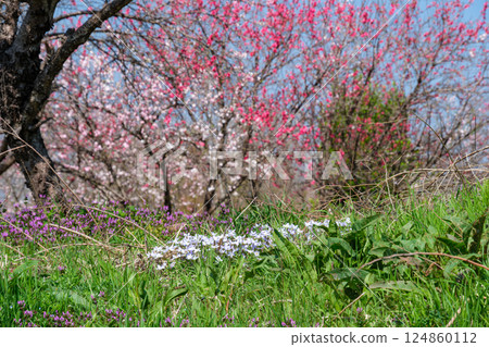 桃花和蔥花 桃花和蔥花 124860112