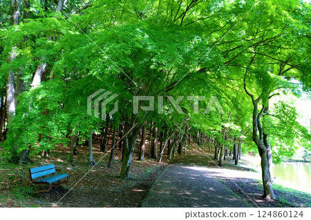 Refreshing new green leaves of maple trees, benches, park in early summer 124860124