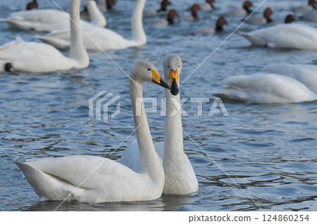 Swan Swan 124860254