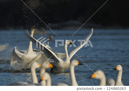 Swan Swan 124860263