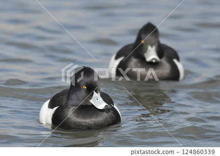 Kinkrochasshuro 124860339