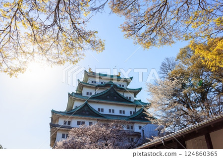 Cherry blossoms swaying in the spring breeze | Scenery of Nagoya Castle 124860365