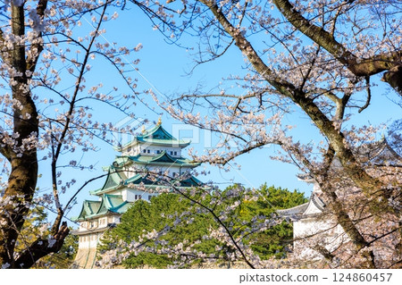 Cherry blossoms swaying in the spring breeze | Scenery of Nagoya Castle 124860457