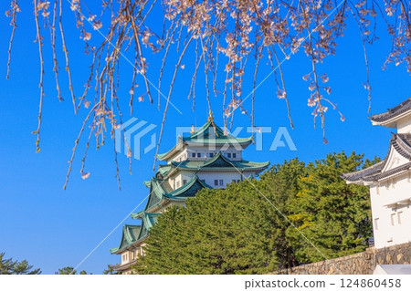Cherry blossoms swaying in the spring breeze | Scenery of Nagoya Castle 124860458
