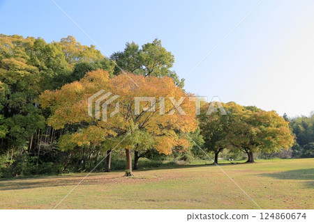 Autumn park, yellow leaves, Chinese hackberry tree 124860674