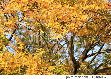 Autumn park, yellow leaves, Chinese hackberry tree 124860675