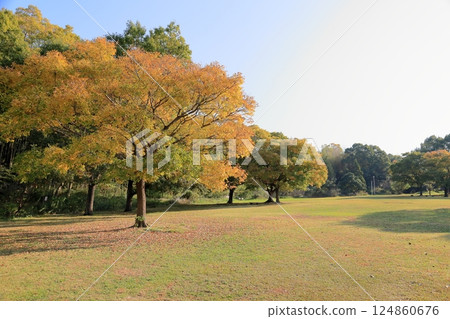 Autumn park, yellow leaves, shining Chinese hackberry tree 124860676