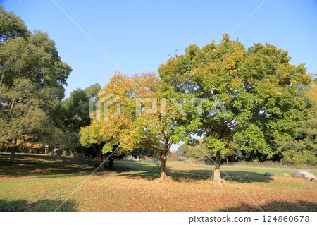 Autumn park, yellow leaves, Chinese hackberry tree Autumn park, yellow leaves, Chinese hackberry tree 124860678