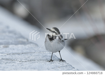 Hakusekirei 124860718