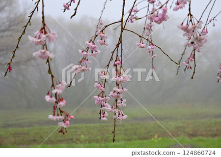 A view of weeping cherry blossoms in full bloom amidst thick fog 124860724