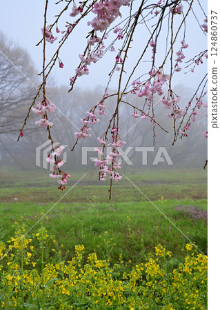 A view of weeping cherry blossoms and rape blossoms in full bloom amidst thick fog 124860737