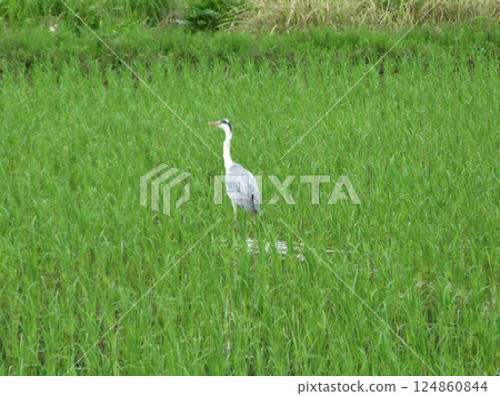稻田中的灰鷺 稻田中的灰鷺 124860844