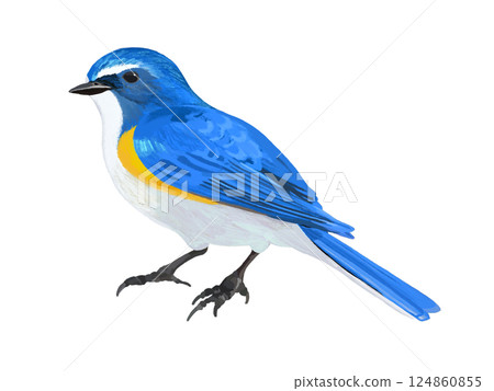 Ruribitaki (male) Ruribitaki (male) 124860855