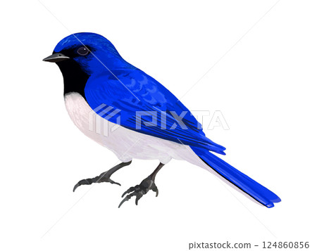 藍白霸鶲（雄性） 124860856