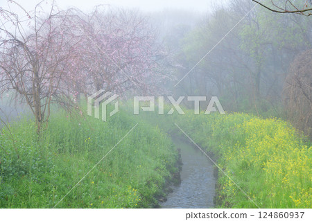 A view of weeping cherry blossoms and rape blossoms in full bloom amidst thick fog A view of weeping cherry blossoms and rape blossoms in full bloom amidst thick fog 124860937