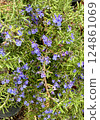 春天的藍色花朵 124861069