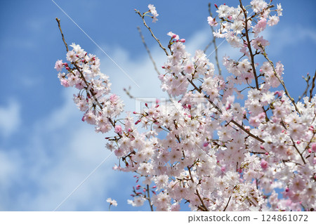 Sakura "Dancing Princess" 124861072