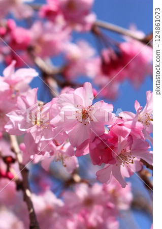 Cherry blossom petals against a blue sky 124861073