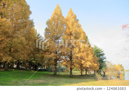 秋天的公園，黃葉，水杉樹 124861083