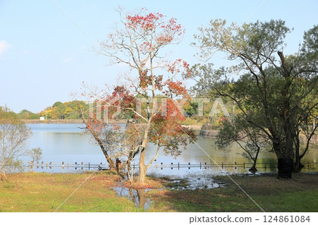 秋天的公園,秋葉,烏桕 秋天的公園,秋葉,烏桕 124861084