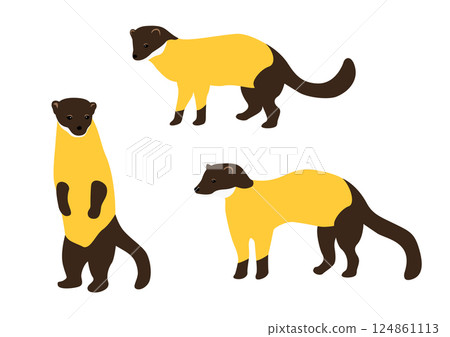 Vector illustration of a yellow marten. Vector illustration of a yellow marten. 124861113
