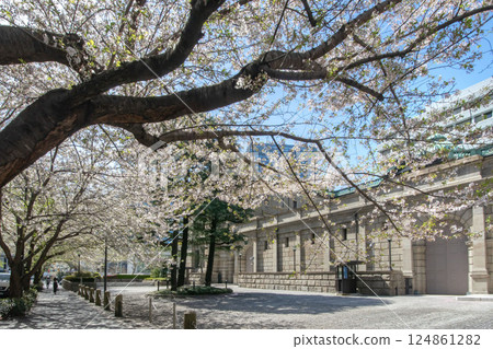Bank of Japan Head Office and Cherry Blossoms on Edo Sakura Street 124861282
