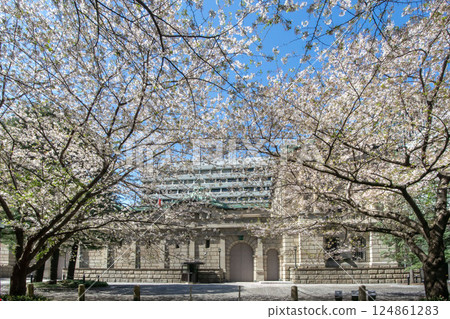 Bank of Japan Head Office and Cherry Blossoms on Edo Sakura Street 124861283