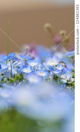 The season for Nemohira flowers has come to bloom in the sunny flower bed. I photographed them with colorful flowers that can only be found in a flower bed. The season for Nemohira flowers has come to bloom in the sunny flower bed. I photographed them with colorful flowers that can only be found in a flower bed. 124861365