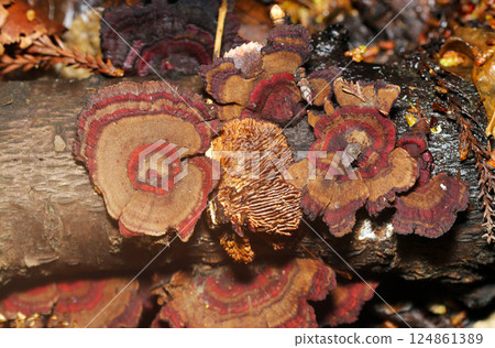 Front and back images of the copper-colored trichome mushroom (natural light + strobe macro close-up) Front and back images of the copper-colored trichome mushroom (natural light + strobe macro close-up) 124861389