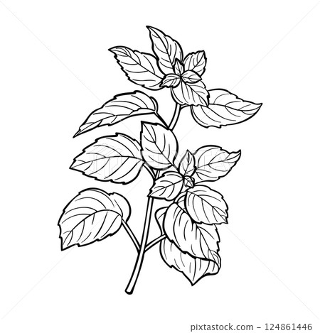 Outline mint branch with leaves in engraving style. Linear hand drawn plant icon. Vector illustration 124861446
