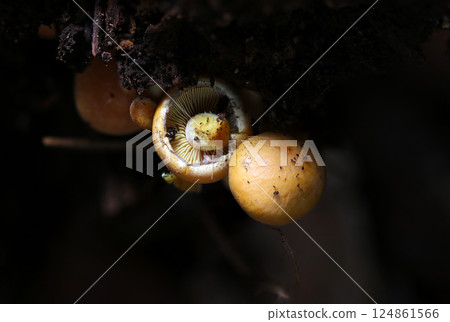 Front and back photos of a small Agaricus mushroom in a dark rotten wood shrine (strobe + macro close-up in natural environment) Front and back photos of a small Agaricus mushroom in a dark rotten wood shrine (strobe + macro close-up in natural environment) 124861566
