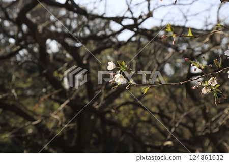 美麗的風景與櫻花 美麗的風景與櫻花 124861632