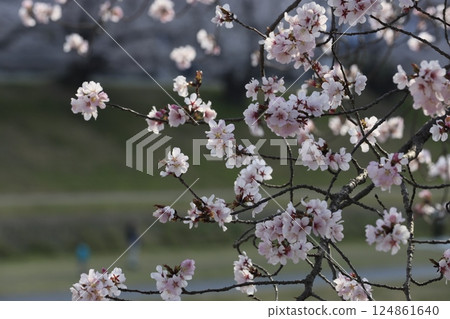 美麗的風景與櫻花 美麗的風景與櫻花 124861640