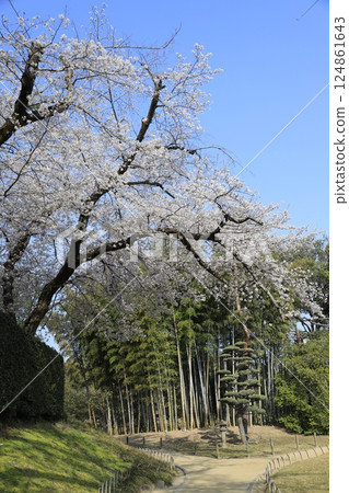 beautiful landscape with cherry blossoms beautiful landscape with cherry blossoms 124861643