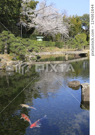 beautiful landscape with cherry blossoms beautiful landscape with cherry blossoms 124861644