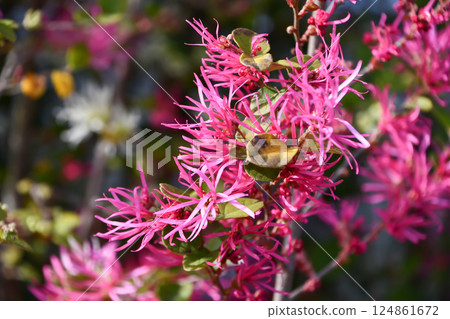 Chinese fringe bush Chinese fringe bush 124861672