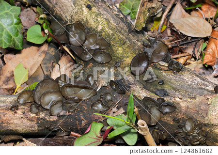Delicious wild Auricularia mushrooms growing on fallen trees in a dark woodland (macro flash photography) Delicious wild Auricularia mushrooms growing on fallen trees in a dark woodland (macro flash photography) 124861682