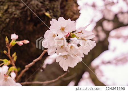Beautiful cherry blossoms in full bloom in spring 124861690