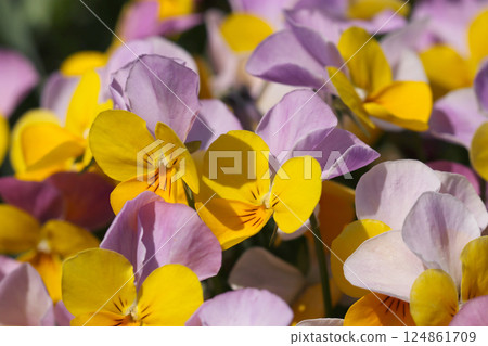 Close-up of yellow and purple viola flowers on a bright spring day (macro shot in natural light under clear skies) 124861709