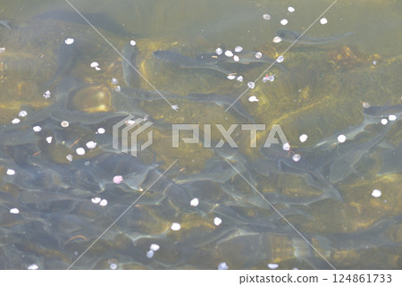 A group of fish A group of fish 124861733