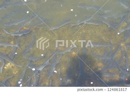 一群魚 124861817